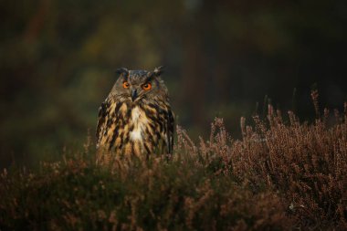 Eurasian eagle-owl stay in heather watching closely - Bubo bubo clipart