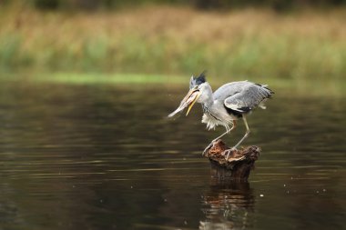 Güdük - Ardea cinerea yakalayan balık ile gri balıkçıl