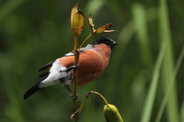 Bayağı Şakrak Kuşu Pyrrhula Pyrrhula Küçük Bir Kuş Sit Bush — Stok fotoğraf