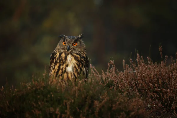 Eurasiatica Aquila Gufo Soggiorno Erica Guardare Vicino Bubo Bubo — Foto Stock