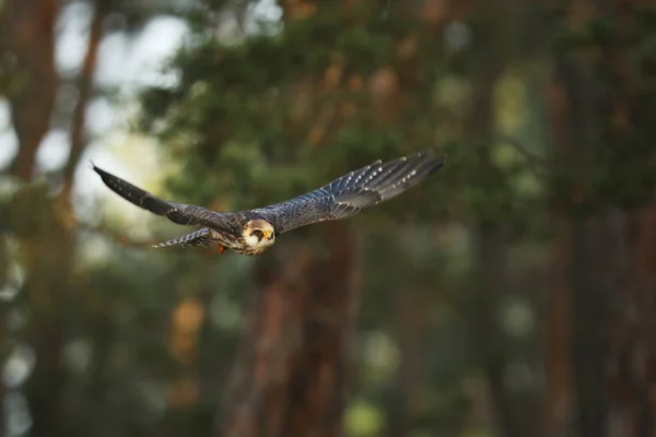 Falcão Pés Vermelhos Falco Vespertinus Uma Pequena Ave Rapina — Fotografia de Stock