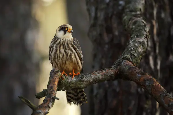 Küçük Ince Bir Yırtıcı Kuş Kırmızı Ayaklı Doğan Falco Vespertinus — Stok fotoğraf