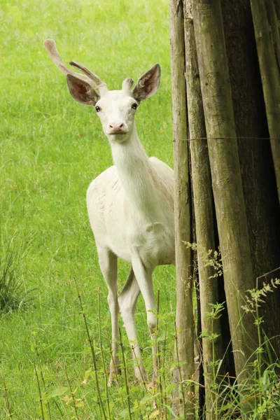 Cervus Elaphus Молодой Красный Олень Редкой Белой Форме — стоковое фото