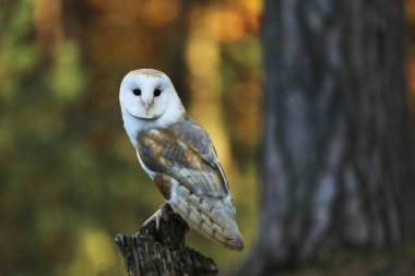 Barn Owl sonbahar ormanı içinde güdük oturmak-Tyto Alba