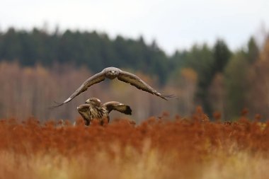 Çayır üzerinde ortak buzards çifti-buteo buteo