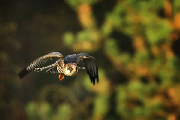 Falcão Voador Pés Vermelhos Falco Vespertinus Floresta Outono — Fotografia de Stock