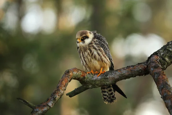 Kırmızı Ayaklı Şahin Falco Vespertinus Ormanda Şube Oturup — Stok fotoğraf