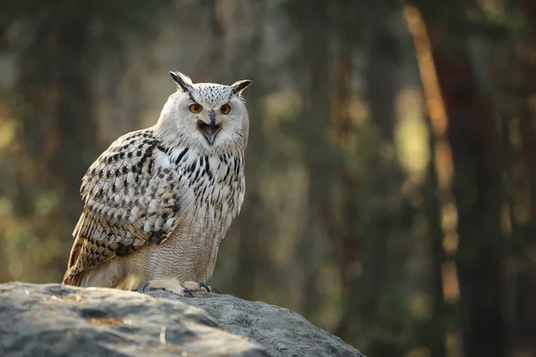 Bubo Bubo Uma Espécie Ave Família Eagle Owl Que Habita — Fotografia de Stock