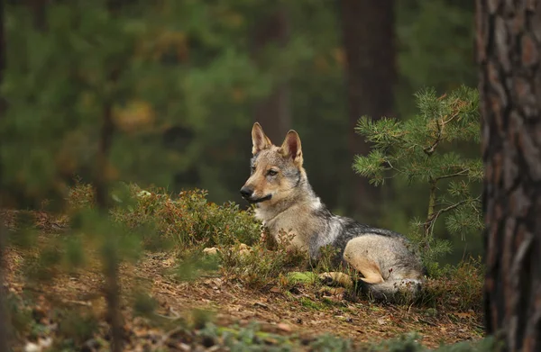 Mladý Šedý Vlk Pozorující Podzimní Les Canis Lupus Lupus — Stock fotografie