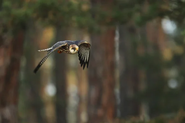 Faucon Pattes Rouges Falco Vespertinus Est Oiseau Migrateur Proie — Photo