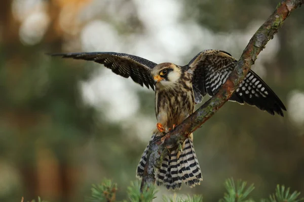 Retrato Falcão Pés Vermelhos Ocidentais Falco Vespertinus — Fotografia de Stock