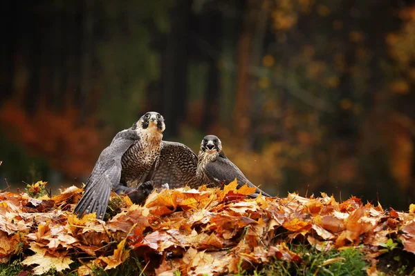 Пара Goshawk Accipiter Gentilis Питается Убитым Пиджоном Осеннем Лесу — стоковое фото