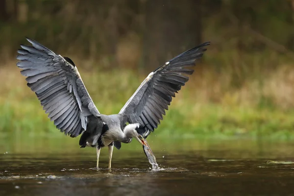 Graureiher Ardea Cinerea Mit Fischen Wasser Sommer — Stockfoto