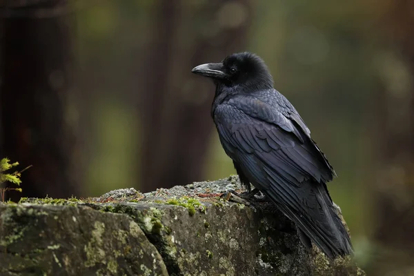 Vaak Raven Grootste Neerstrijken Bird Europa Corvus Corax — Stockfoto