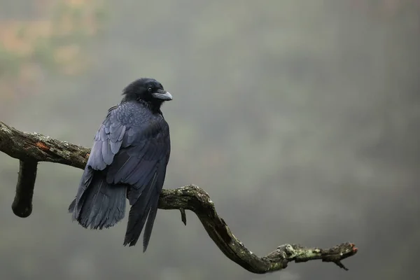 Обыкновенный Ворон Известен Своим Интеллектом Corvus Corax — стоковое фото