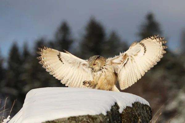 Fly Eastern Siberian Eagle Owl Bubo Bubo Sibiricus Aterrissando Outeiro — Fotografia de Stock
