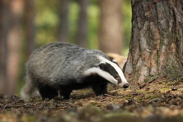 Meles Meles Animal Wood European Badger Autumn Pine Forest — Stock Photo, Image