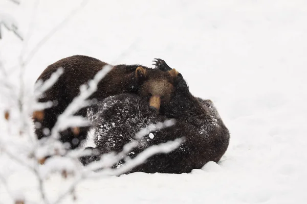 Pair Young Brown Bear Play Together Ursus Arctos — Stock Photo, Image