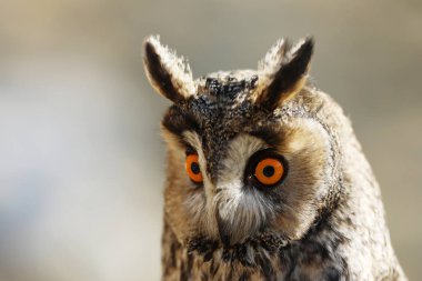 Uzun kulaklı baykuş Asio otus portresi. Doğal bir yaşam alanında yabani kuş. 