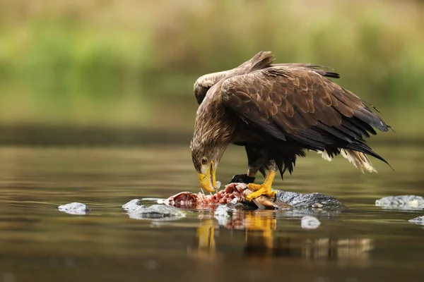 Águila Cola Blanca Este Impresionante Pájaro Águila Europea Más Grande —  Fotos de Stock