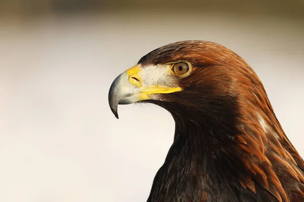 Steppe Eagle Aquila Nipalensis Détail Tête — Photo