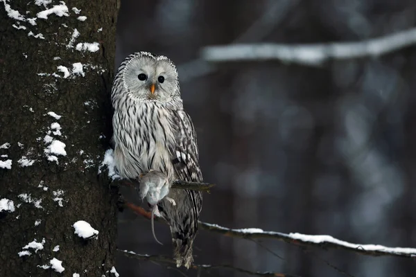 Ural Owl Strix Uralensis Uma Coruja Noturna Gênero Strix — Fotografia de Stock