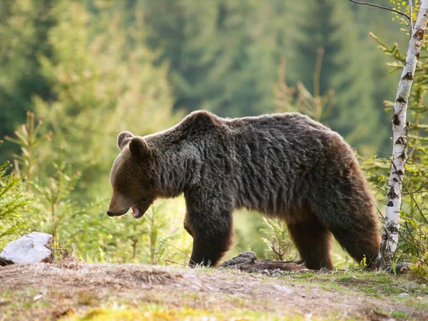 Urso Pardo Nas Montanhas Mala Fatra Eslováquia Primavera Ursus Actor — Fotografia de Stock