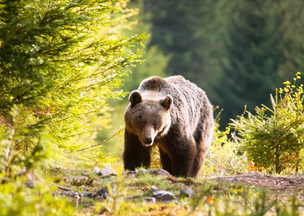 Urso Castanho Selvagem Nas Montanhas Mala Fatra Eslováquia Ursus Actor — Fotografia de Stock