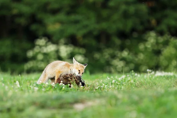 Vulpea Roșie Tânără Mănâncă Păsări Captură Pajiște Dimineața Devreme Vulpes — Fotografie, imagine de stoc