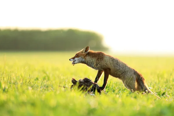 Raposa Vermelha Vixen Ptect Presa Prado Pela Manhã Vulpes Vulpes — Fotografia de Stock