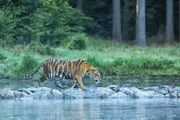 Sibirya Kaplanı Nehirden Geçiyor Panthera Tigris Altaica — Stok fotoğraf