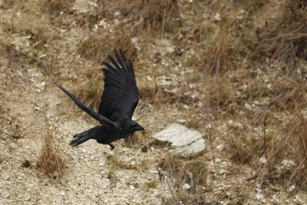 Gemeiner Rabe Corvus Corax Ist Ein Großer Ganz Schwarzer Passantenvogel — Stockfoto