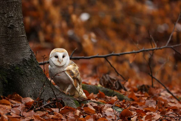 Coruja Celeiro Sentar Perto Árvore Floresta Outono — Fotografia de Stock