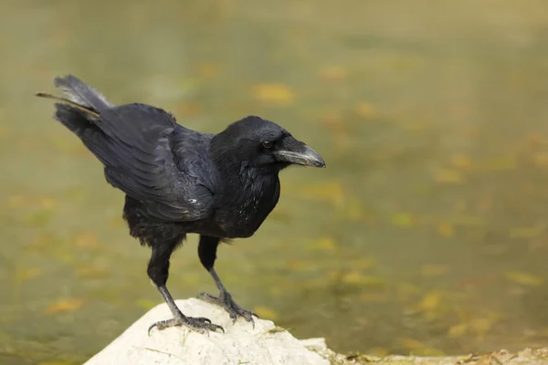 Ortak Kuzgun Corvus Corax Mitolojide Sembol — Stok fotoğraf