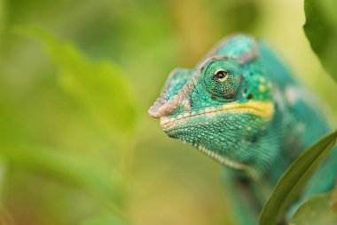 Panter Bukalemun tropikal ormanda parlak renkli bukalemunlar - Furcifer pardalis