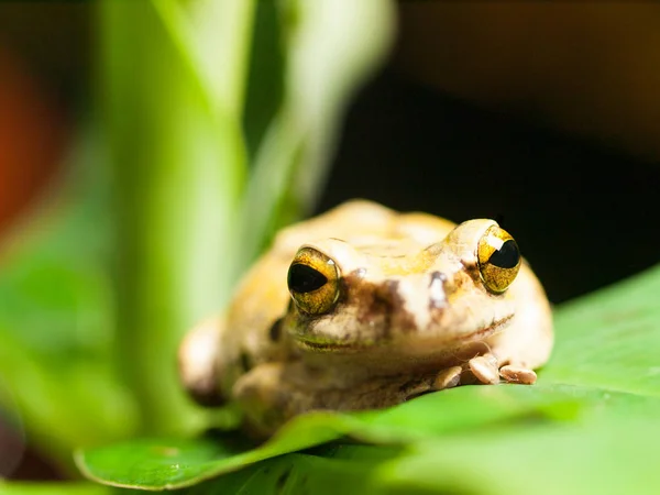 Portré Meghatározatlan Tree Frog Polypedates Leucomystax — Stock Fotó