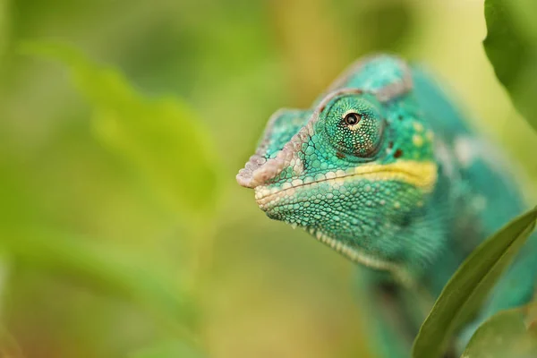 Panther Chameleon Camaleones Colores Brillantes Bosque Tropical Furcifer Pardalis —  Fotos de Stock