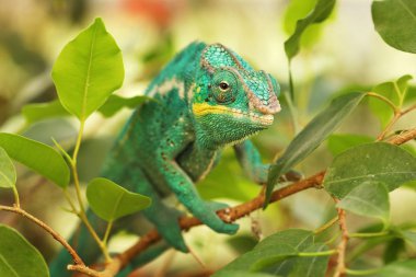 Panter bukalemun portresi - Furcifer pardalis - Madagaskar bulundu