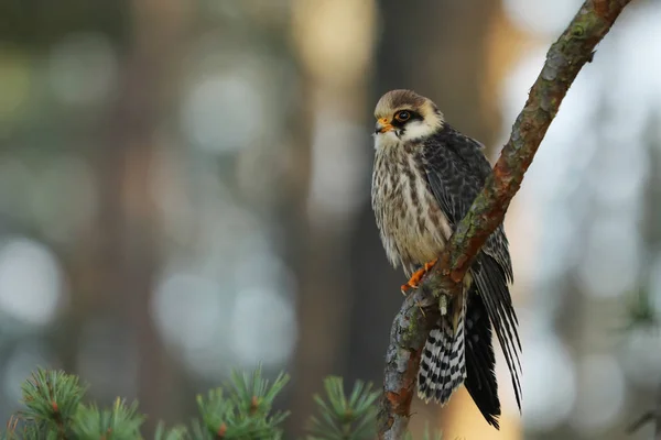 Kırmızı Ayaklı Şahin Portresi Falco Vespertinus — Stok fotoğraf