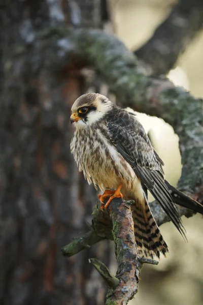 Retrato Falcão Pés Vermelhos Falco Vespertinus — Fotografia de Stock