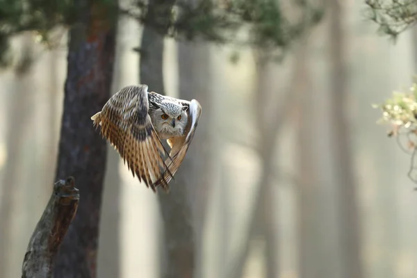 Fliegender Uhu Mit Offenen Flügeln Herbst Wald Wildtiere Russland Eule — Stockfoto