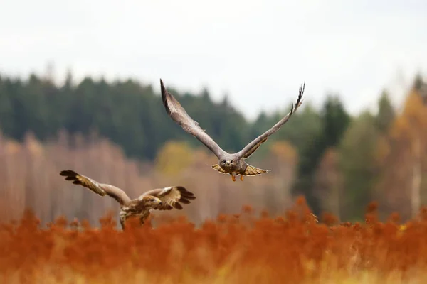 Krček Obecný Buteo Buteo Středně Dravý Pták Pár Louce — Stock fotografie