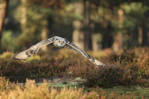 Coruja Águia Siberiana Oriental Bubo Bubo Sibiricus Voando Através Floresta — Fotografia de Stock