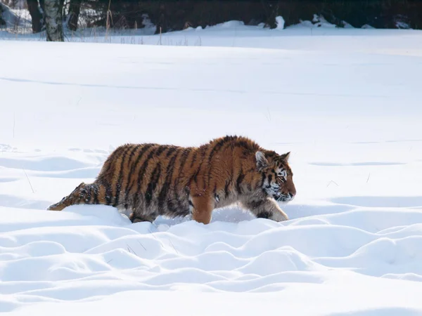 Kış Aylarında Huş Ormanı Aracılığıyla Sibirya Kaplanı Koşmak Panthera Dicle — Stok fotoğraf