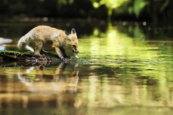 Młody Lisica Czerwony Lis Pobyt Kamień Jedzenie Trochę Ryba Vulpes — Zdjęcie stockowe