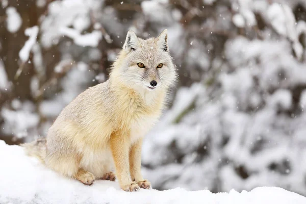 CORSAC Fox, Vulpes CORSAC, doğa habitatta, stepler içinde bulunan, yarı çöller ve çöller Orta Asya 'da.