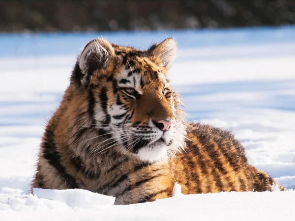 Tigre Siberiano Panthera Tigris Altaica Relaxante Neve — Fotografia de Stock