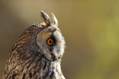 Uzun kulaklı baykuş - Asio otus, Avrupa, Asya ve Kuzey Amerika'da doğurur baykuş