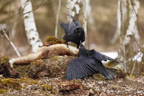 Pair Ravens Fight Fox Prey Birch Trees Corvus Corax Natural — Stock Photo, Image
