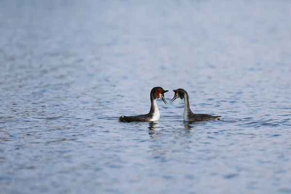 Dois Grandes Grebes Crista Podiceps Cristatus Estão Nadando Lago Final — Fotografia de Stock